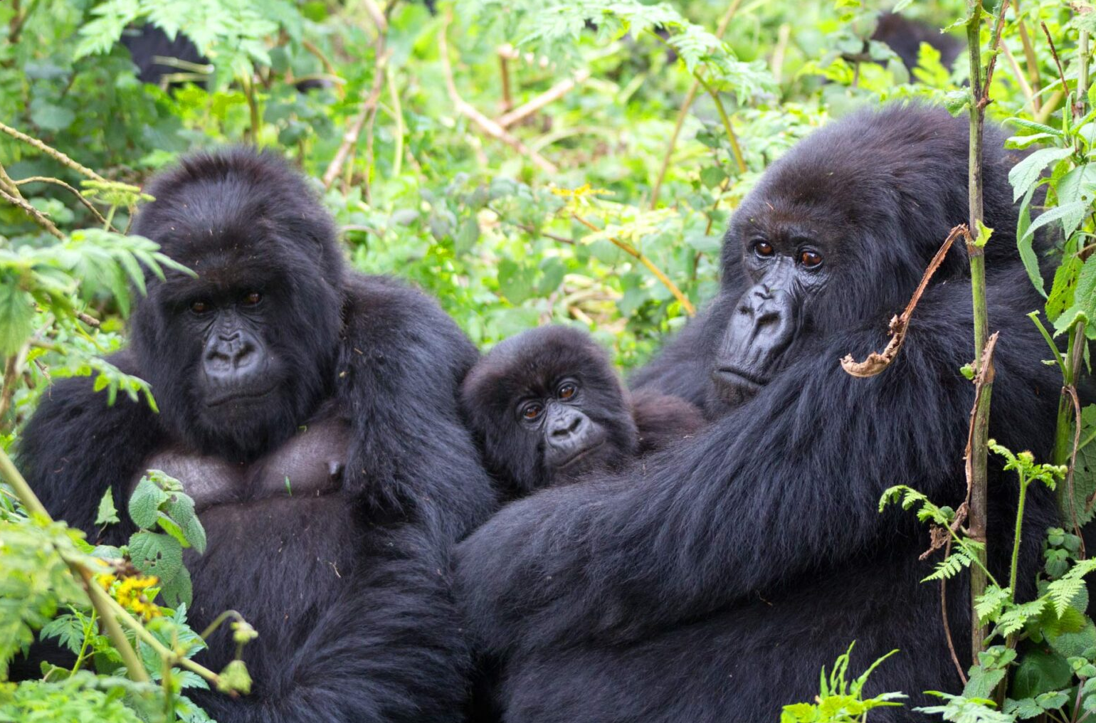 Gorilla Trekking Rwanda Vs Uganda and DR Congo
