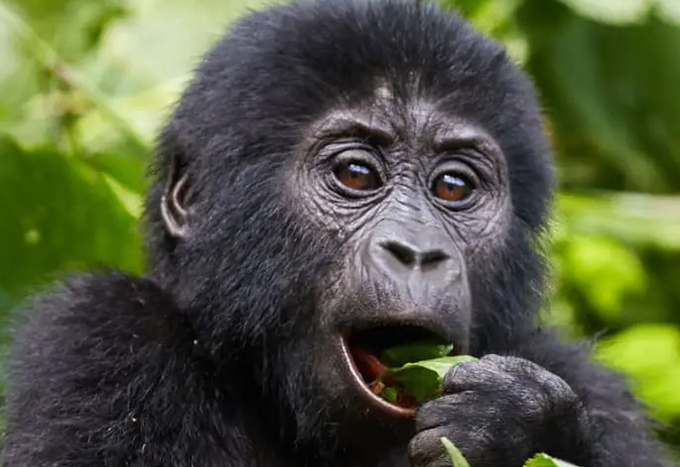 bwindi--forest