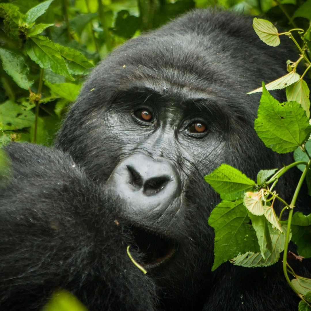Kahuzi Biega National Park