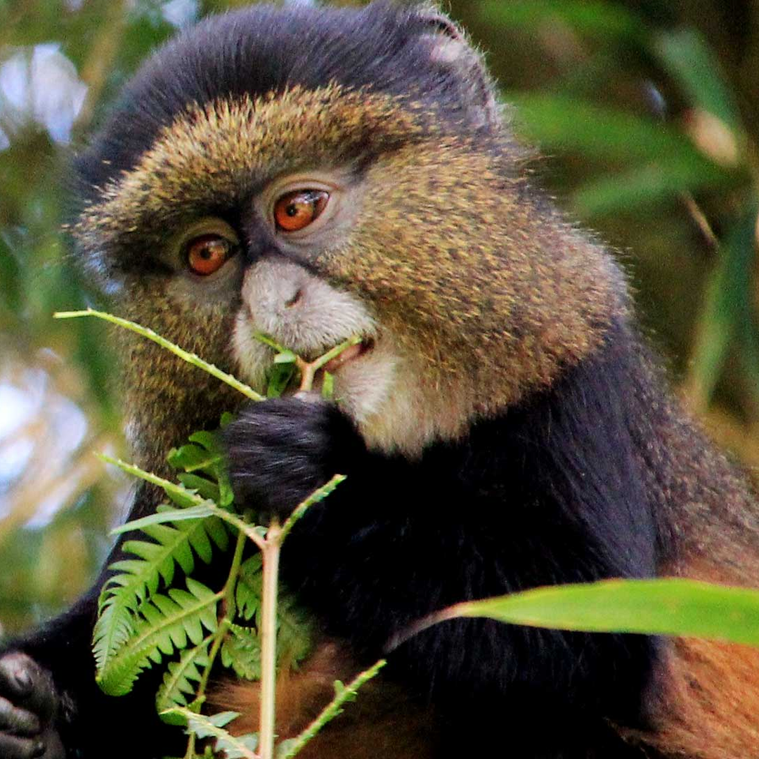 Mgahinga Gorilla National Park