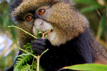 golden monkeys tracking