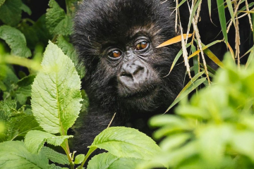 trek rwanda gorillas 3